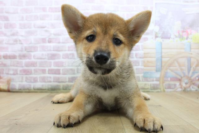 福島県の柴犬(標準サイズ) (Coo&RIKU郡山店/2025年7月25日生まれ/男の子/赤)の子犬の1枚目の画像