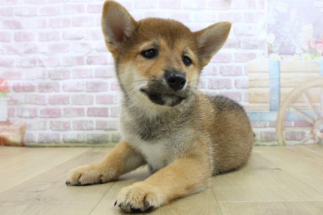 福島県の柴犬(標準サイズ) (Coo&RIKU郡山店/2025年7月25日生まれ/男の子/赤)の子犬の2枚目の画像