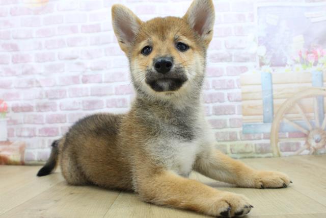 福島県の柴犬(標準サイズ) (Coo&RIKU郡山店/2025年7月25日生まれ/男の子/赤)の子犬の3枚目の画像
