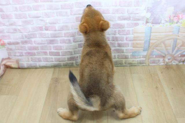 福島県の柴犬(標準サイズ) (Coo&RIKU郡山店/2025年7月25日生まれ/男の子/赤)の子犬の4枚目の画像