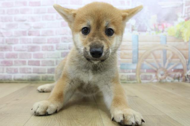 宮城県の柴犬(標準サイズ) (Coo&RIKU仙台太白店/2025年7月25日生まれ/男の子/赤)の子犬の1枚目の画像