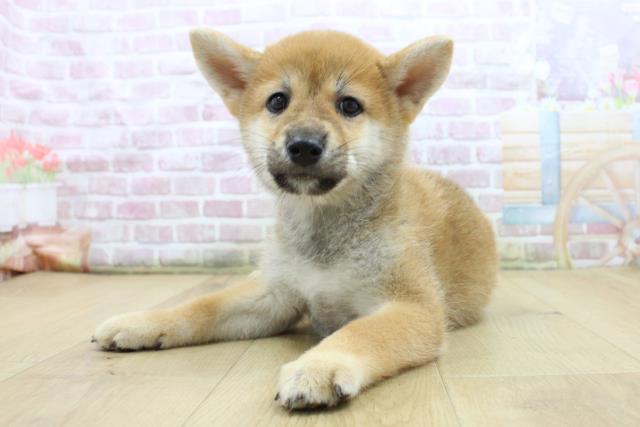 宮城県の柴犬(標準サイズ) (Coo&RIKU仙台太白店/2025年7月25日生まれ/男の子/赤)の子犬の2枚目の画像