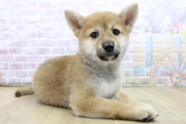 宮城県の柴犬(標準サイズ) (Coo&RIKU仙台太白店/2025年7月25日生まれ/男の子/赤)の子犬の3枚目の画像