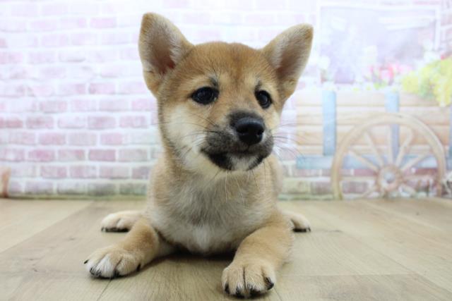 岩手県の柴犬(標準サイズ) (Coo&RIKU一関店/2025年7月25日生まれ/女の子/赤)の子犬の1枚目の画像