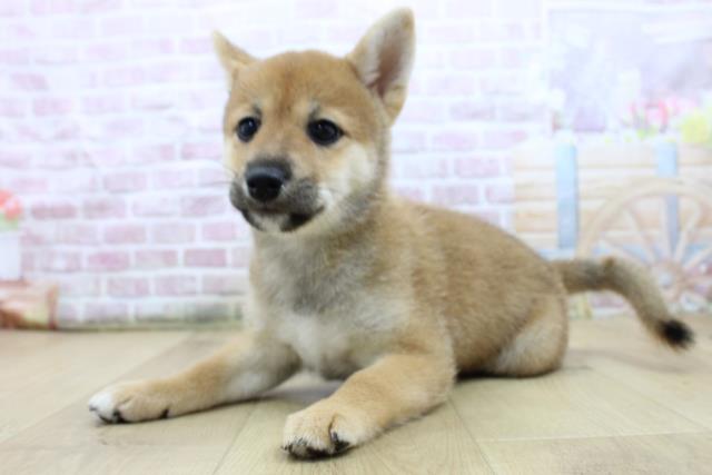 岩手県の柴犬(標準サイズ) (Coo&RIKU一関店/2025年7月25日生まれ/女の子/赤)の子犬の2枚目の画像