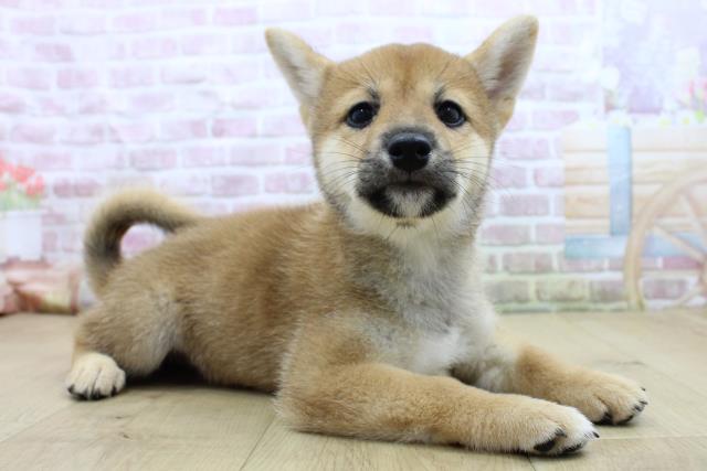 岩手県の柴犬(標準サイズ) (Coo&RIKU一関店/2025年7月25日生まれ/女の子/赤)の子犬の3枚目の画像