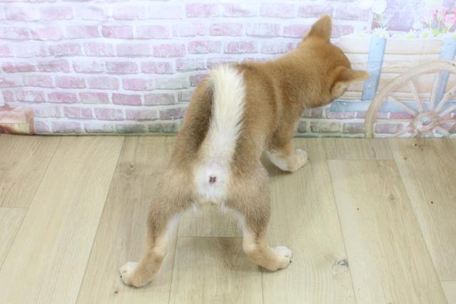 岩手県の柴犬(標準サイズ) (Coo&RIKU一関店/2025年7月25日生まれ/女の子/赤)の子犬の4枚目の画像
