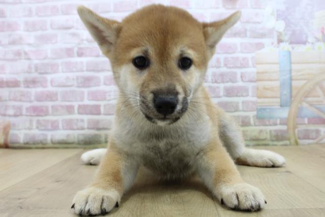福島県の柴犬(標準サイズ) (Coo&RIKUいわき店/2025年7月25日生まれ/女の子/赤)の子犬の1枚目の画像