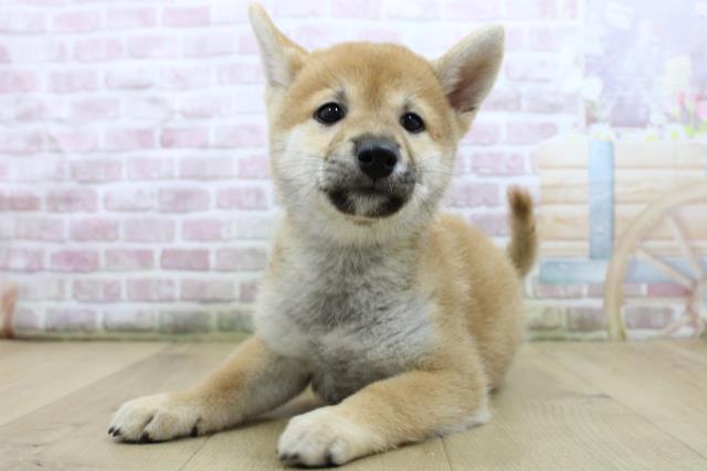 福島県の柴犬(標準サイズ) (Coo&RIKUいわき店/2025年7月25日生まれ/女の子/赤)の子犬の2枚目の画像