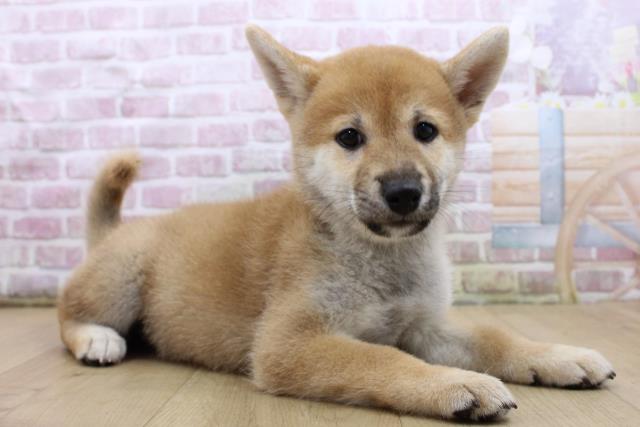 福島県の柴犬(標準サイズ) (Coo&RIKUいわき店/2025年7月25日生まれ/女の子/赤)の子犬の3枚目の画像