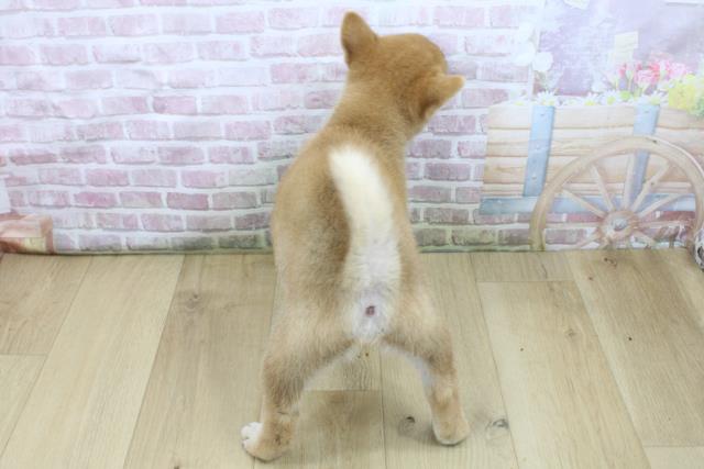 福島県の柴犬(標準サイズ) (Coo&RIKUいわき店/2025年7月25日生まれ/女の子/赤)の子犬の4枚目の画像