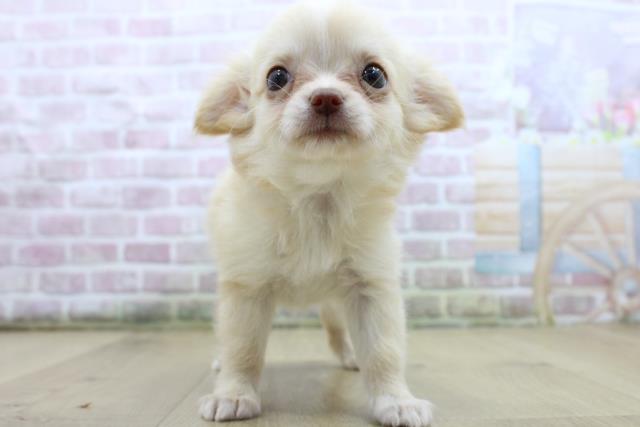 青森県のチワワ(ロング) (Coo&RIKU八戸店/2025年7月27日生まれ/女の子/クリームホワイト)の子犬の1枚目の画像
