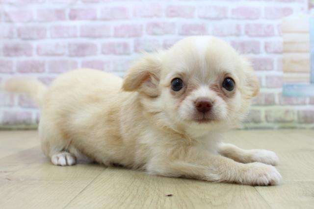 青森県のチワワ(ロング) (Coo&RIKU八戸店/2025年7月27日生まれ/女の子/クリームホワイト)の子犬の3枚目の画像