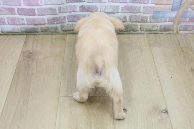 青森県のチワワ(ロング) (Coo&RIKU八戸店/2025年7月27日生まれ/女の子/クリームホワイト)の子犬の4枚目の画像