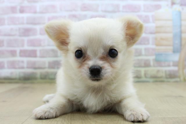 福島県のチワワ(ロング) (Coo&RIKU郡山店/2025年7月27日生まれ/女の子/クリーム)の子犬の1枚目の画像