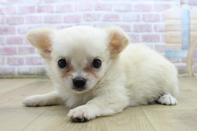 福島県のチワワ(ロング) (Coo&RIKU郡山店/2025年7月27日生まれ/女の子/クリーム)の子犬の2枚目の画像