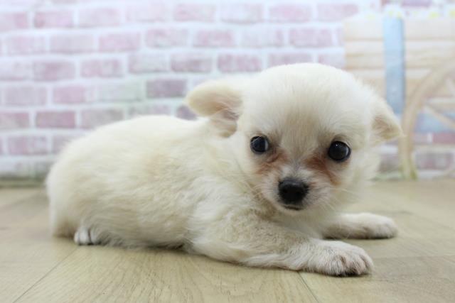 福島県のチワワ(ロング) (Coo&RIKU郡山店/2025年7月27日生まれ/女の子/クリーム)の子犬の3枚目の画像