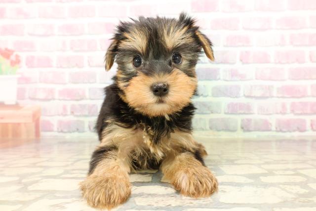 新潟県のヨークシャーテリア (Coo&RIKU上越店/2025年7月27日生まれ/女の子/スチールブルータン)の子犬の1枚目の画像