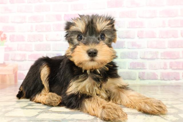 新潟県のヨークシャーテリア (Coo&RIKU上越店/2025年7月27日生まれ/女の子/スチールブルータン)の子犬の3枚目の画像