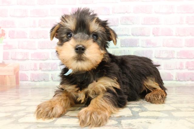 千葉県のヨークシャーテリア (Coo&RIKU八街店/2025年7月27日生まれ/男の子/スチールブルータン)の子犬の2枚目の画像