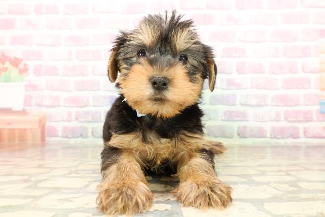 千葉県のヨークシャーテリア (Coo&RIKU東金店/2025年7月27日生まれ/男の子/スチールブルータン)の子犬の1枚目の画像