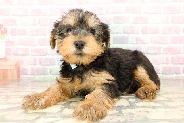 千葉県のヨークシャーテリア (Coo&RIKU東金店/2025年7月27日生まれ/男の子/スチールブルータン)の子犬の2枚目の画像