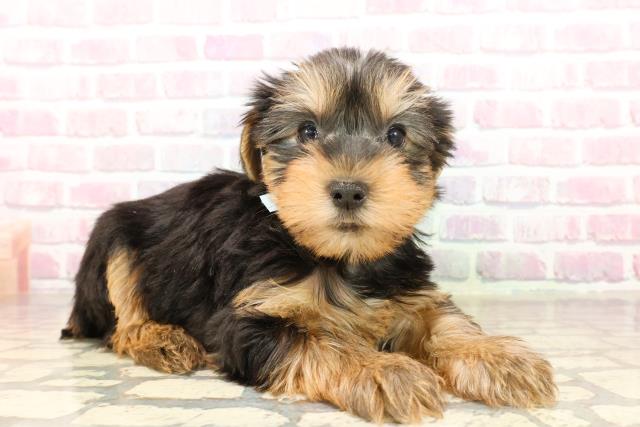 千葉県のヨークシャーテリア (Coo&RIKU東金店/2025年7月27日生まれ/男の子/スチールブルータン)の子犬の3枚目の画像