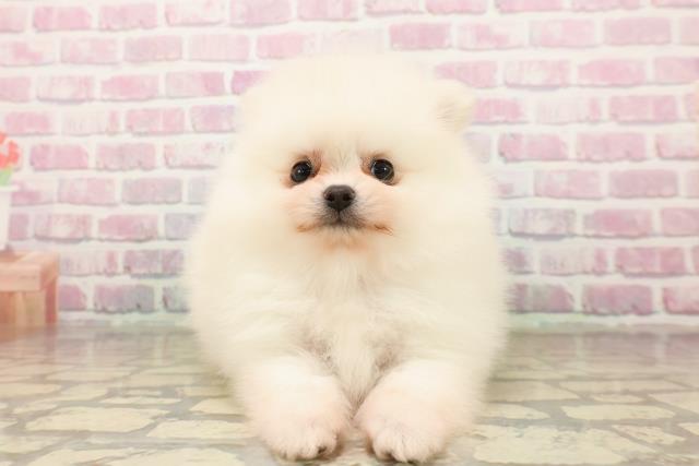 東京都のポメラニアン (Coo&RIKU中野サンモール店/2025年7月25日生まれ/男の子/クリーム)の子犬の1枚目の画像