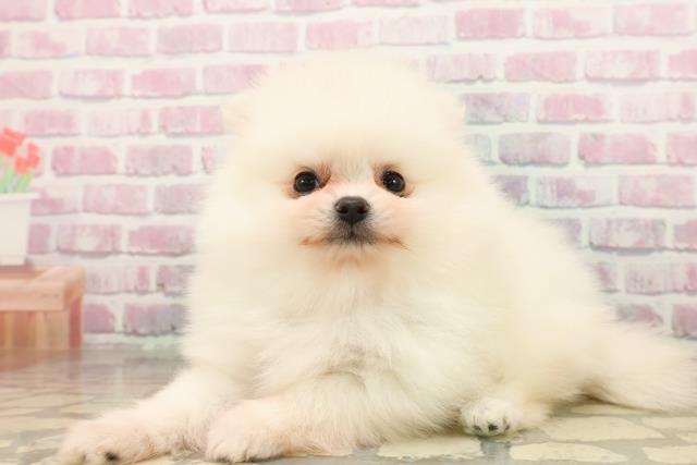 東京都のポメラニアン (Coo&RIKU中野サンモール店/2025年7月25日生まれ/男の子/クリーム)の子犬の2枚目の画像