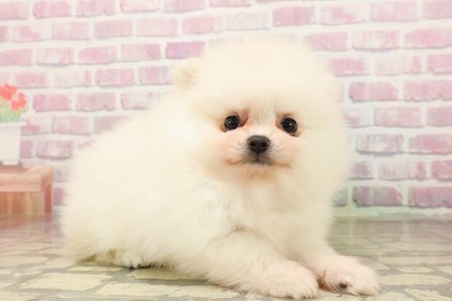 東京都のポメラニアン (Coo&RIKU中野サンモール店/2025年7月25日生まれ/男の子/クリーム)の子犬の3枚目の画像