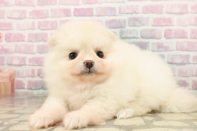 東京都のポメラニアン (Coo&RIKU大久保店/2025年7月25日生まれ/女の子/クリーム)の子犬の2枚目の画像