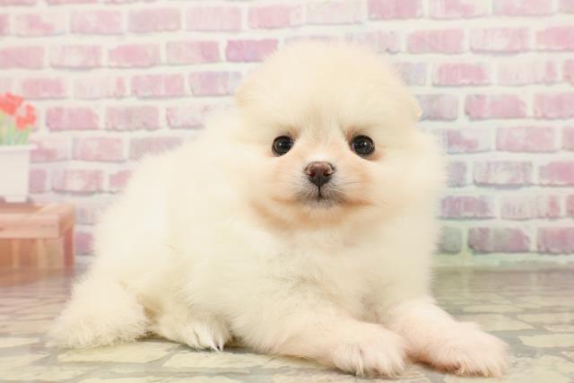 東京都のポメラニアン (Coo&RIKU大久保店/2025年7月25日生まれ/女の子/クリーム)の子犬の3枚目の画像