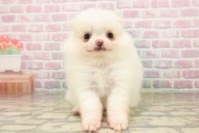 長野県のポメラニアン (Coo&RIKU綿半権堂店/2025年7月25日生まれ/女の子/ホワイト)の子犬