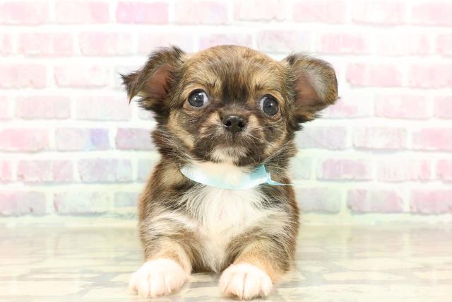 神奈川県のチワワ(ロング) (Coo&RIKU横浜旭店/2025年7月24日生まれ/男の子/レッド)の子犬の1枚目の画像