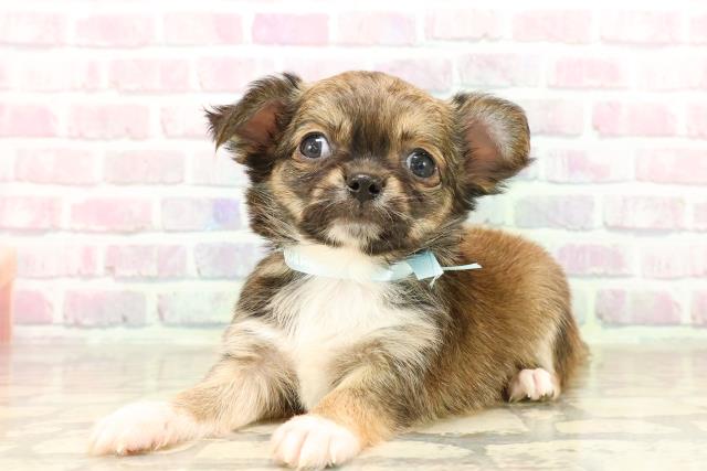 神奈川県のチワワ(ロング) (Coo&RIKU横浜旭店/2025年7月24日生まれ/男の子/レッド)の子犬の2枚目の画像