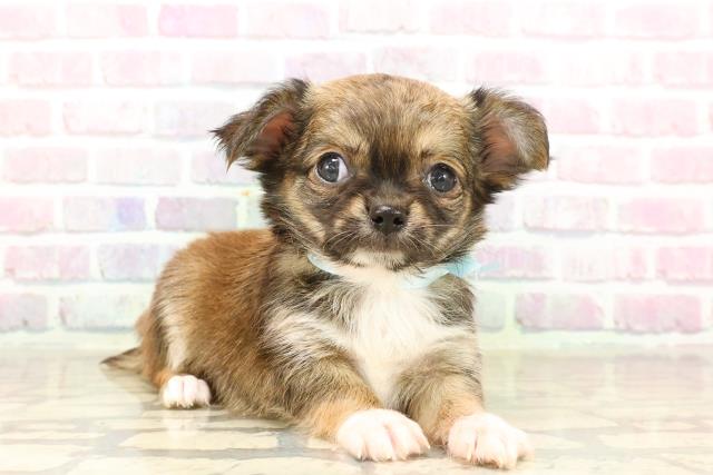 神奈川県のチワワ(ロング) (Coo&RIKU横浜旭店/2025年7月24日生まれ/男の子/レッド)の子犬の3枚目の画像