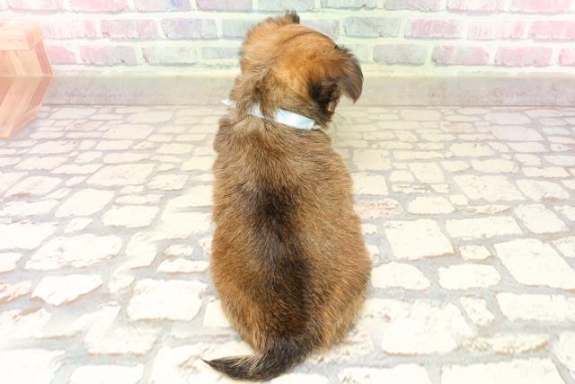 神奈川県のチワワ(ロング) (Coo&RIKU横浜旭店/2025年7月24日生まれ/男の子/レッド)の子犬の4枚目の画像