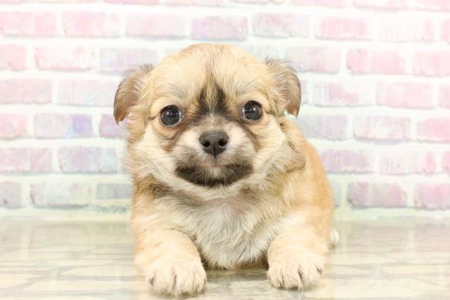 栃木県のチワワ(ロング) (Coo&RIKUFKDインターパーク店/2025年7月25日生まれ/女の子/レッド)の子犬の1枚目の画像