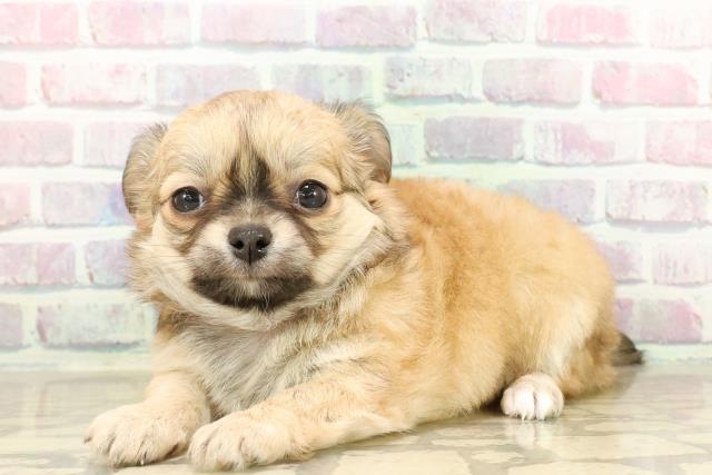栃木県のチワワ(ロング) (Coo&RIKUFKDインターパーク店/2025年7月25日生まれ/女の子/レッド)の子犬の2枚目の画像