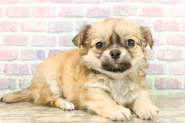 栃木県のチワワ(ロング) (Coo&RIKUFKDインターパーク店/2025年7月25日生まれ/女の子/レッド)の子犬の3枚目の画像