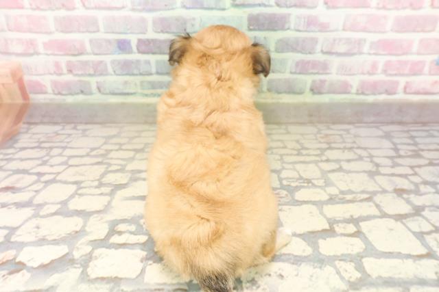 栃木県のチワワ(ロング) (Coo&RIKUFKDインターパーク店/2025年7月25日生まれ/女の子/レッド)の子犬の4枚目の画像