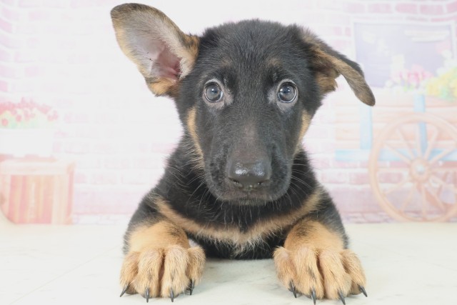 兵庫県のジャーマンシェパードドッグ (Coo&RIKU三木店/2025年7月26日生まれ/男の子/ブラックタン)の子犬