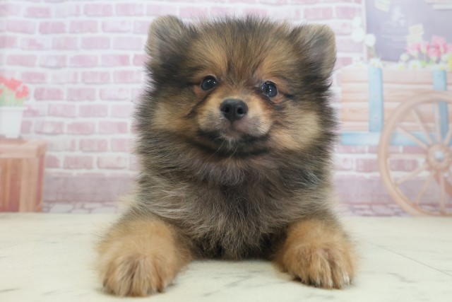 兵庫県のポメラニアン (Coo&RIKU尼崎店/2025年7月21日生まれ/男の子/オレンジセーブル)の子犬の1枚目の画像