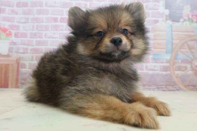 兵庫県のポメラニアン (Coo&RIKU尼崎店/2025年7月21日生まれ/男の子/オレンジセーブル)の子犬の2枚目の画像