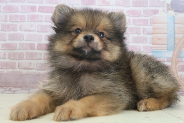 兵庫県のポメラニアン (Coo&RIKU尼崎店/2025年7月21日生まれ/男の子/オレンジセーブル)の子犬の3枚目の画像