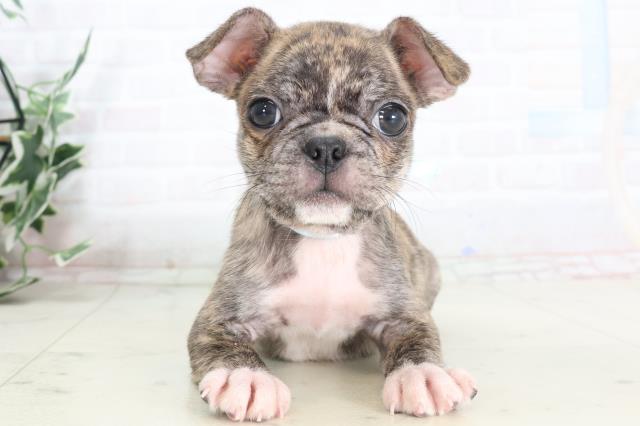 滋賀県のハーフ犬・ミックス犬 (Coo&RIKU長浜店/2025年7月24日生まれ/男の子/タイガーブリンドル)の子犬の1枚目の画像