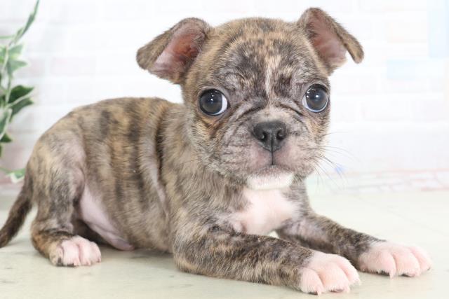 滋賀県のハーフ犬・ミックス犬 (Coo&RIKU長浜店/2025年7月24日生まれ/男の子/タイガーブリンドル)の子犬の2枚目の画像