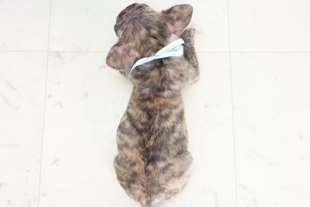 滋賀県のハーフ犬・ミックス犬 (Coo&RIKU長浜店/2025年7月24日生まれ/男の子/タイガーブリンドル)の子犬の4枚目の画像