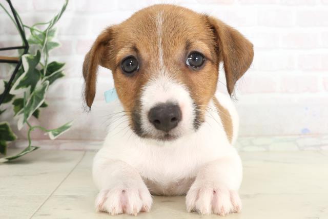 大阪府のジャックラッセルテリア (Coo&RIKU高槻店/2025年7月24日生まれ/男の子/タンホワイト)の子犬