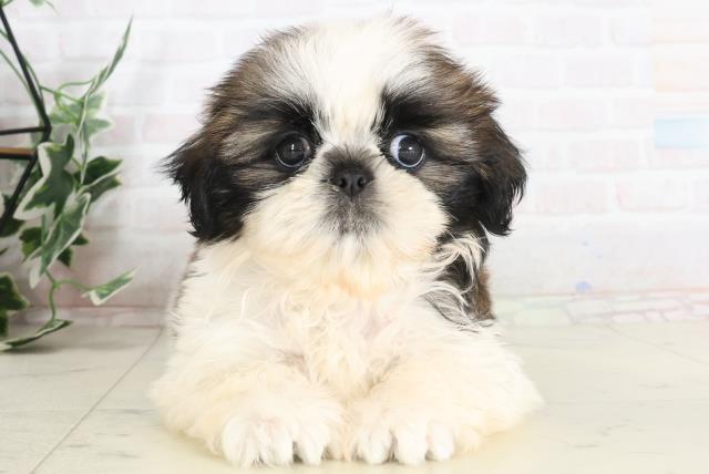 奈良県のシーズー (Coo&RIKU奈良新庄店/2025年7月24日生まれ/女の子/ゴールドホワイト)の子犬